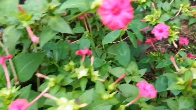 CONHEÇA A FLOR MARAVILHA MIRABILIS смотреть онлайн