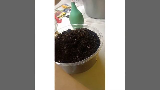 Лук-севок на рассаду. Февраль 2021