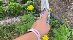 Персики в Беларуси (Лойко-2, Елгавский) / Peaches in Belarus (Loiko-2, Elgavskii)