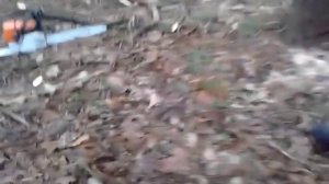 Валка леса Идиот с бензопилой 80 уровня