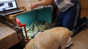 роды мопсов чясть 3