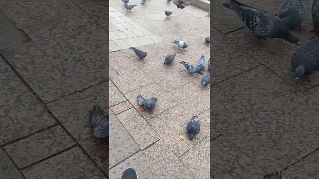 голуби после того как увидела Влада а4 #влада4 #ковид #шиза #обзор #киндерсюрпризы смотреть онлайн