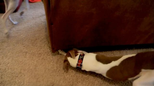 Greyhound, Whippet, Italian Greyhounds смотреть онлайн