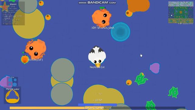 Как правильно играть с Betta Cat в mopio часть 2 смотреть онлайн
