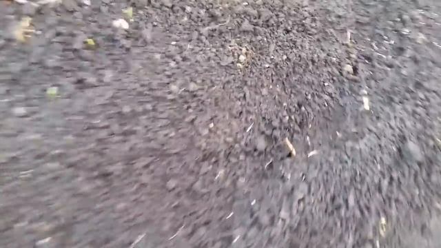 СЕЮ АСТРУ ТОЛЬКО ТАК. САМЫЙ ЛЁГКИЙ СПОСОБ  ПОСЕВА СРАЗУ В ОТКРЫТЫЙ ГРУНТ БЕЗ ЗАМОРОЧЕК.