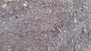 СЕЮ АСТРУ ТОЛЬКО ТАК. САМЫЙ ЛЁГКИЙ СПОСОБ  ПОСЕВА СРАЗУ В ОТКРЫТЫЙ ГРУНТ БЕЗ ЗАМОРОЧЕК.