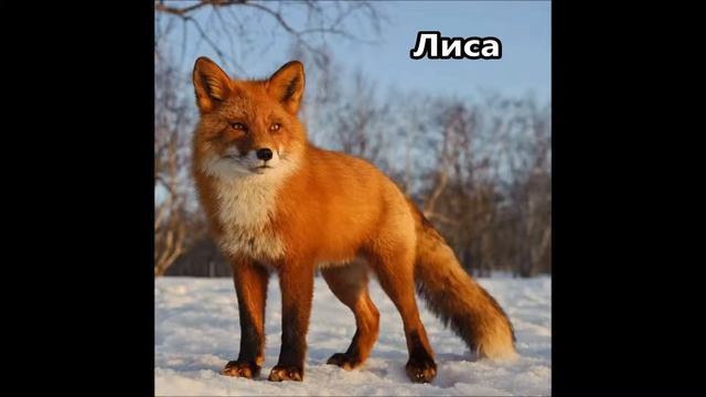 Обучающие видео для детей лесные животные, животные в лесу (со звуками) смотреть онлайн