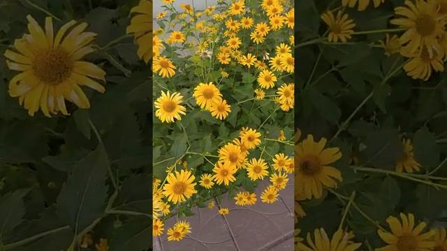 Рудбекия - жёлтые цветы на клумбе смотреть онлайн