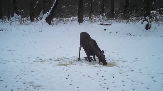 В Воронежском заповеднике показали утоляющего жажду лося смотреть онлайн