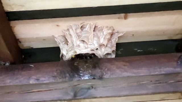 Дикие осы смотреть онлайн
