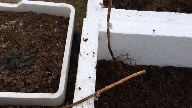 Садим малину Амиру на маточный корень. смотреть онлайн