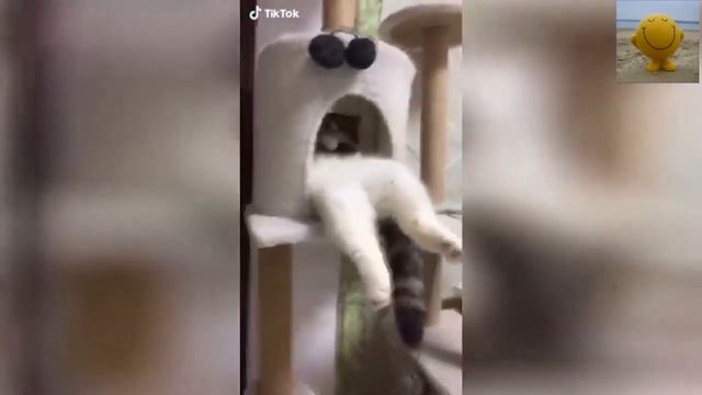 ЭТИ ЗАБАВНЫЕ ЖИВОТНЫЕ (Кто как любит спать) смотреть онлайн