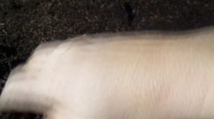 Возрождение червя дендробена в новом субстрате, подготовленный конский навоз.