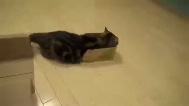 Кот лезет в маленькую коробку смотреть онлайн
