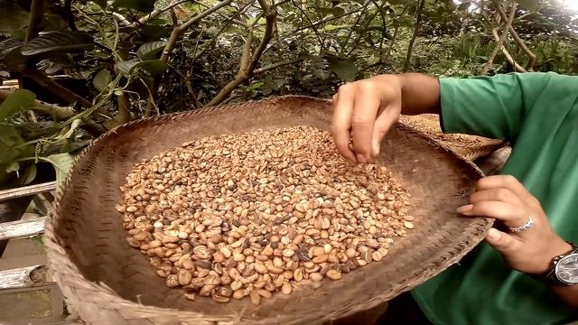 Кофе из кала копи лювак. Самый дорогой кофе в мире. смотреть онлайн