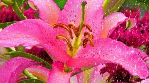 Футаж. Цветы под дождём 8  Footage. Flowers in the rain 8