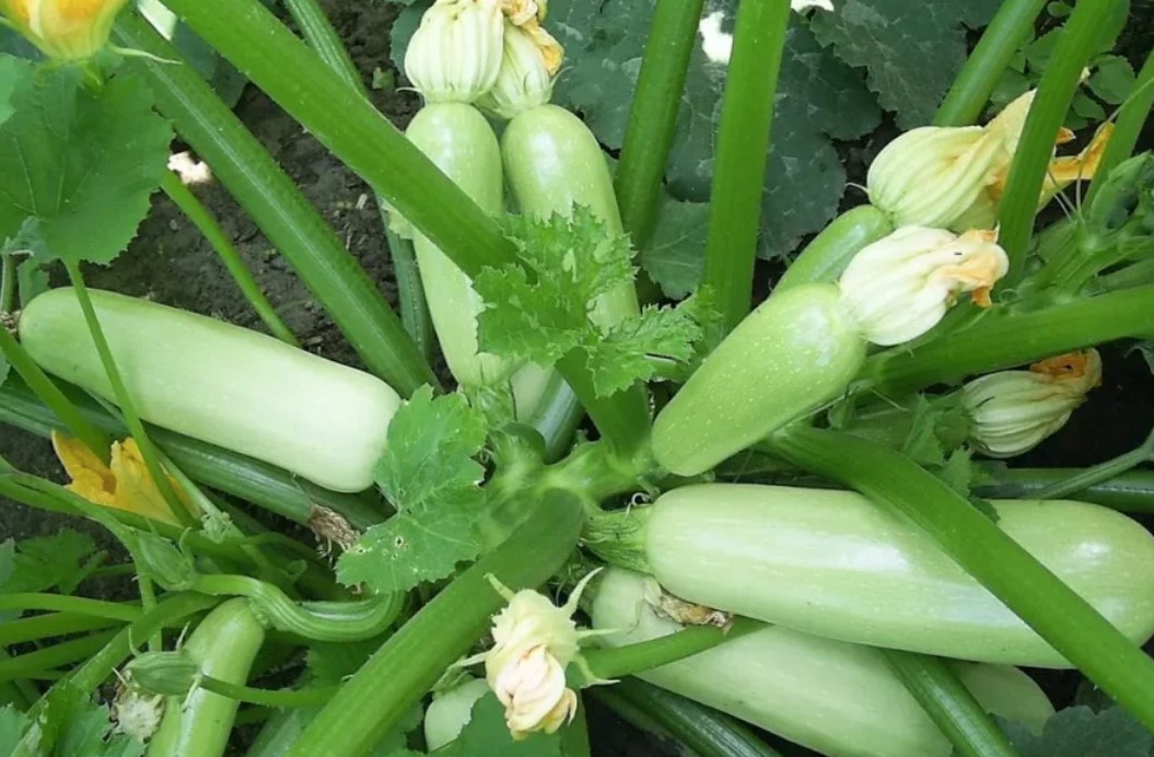 СУПЕР УРОЖАЙНЫЕ И НЕПРИХОТЛИВЫЕ КАБАЧКИ ДЛЯ УРАЛА.РЕКОМЕНДУЮ! смотреть онлайн