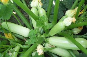 СУПЕР УРОЖАЙНЫЕ И НЕПРИХОТЛИВЫЕ КАБАЧКИ ДЛЯ УРАЛА.РЕКОМЕНДУЮ!