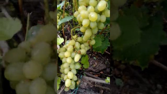 Виноградник на севере Украины, урожай 2017 года, Черниговская обл. смотреть онлайн