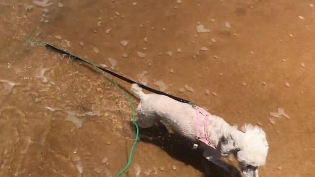 REALIZEI UM SONHO: LEVEI MINHA CACHORRINHA NA PRAIA | Alice Ferrari смотреть онлайн