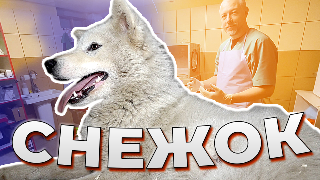 Новая операция прошла успешно! Снежок идёт на поправку.