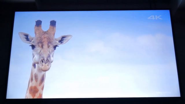 Cheap 4k tv's.....what to expect and are they worth it смотреть онлайн