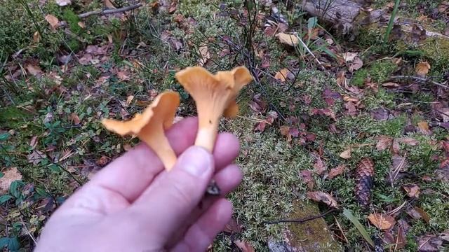 Лисичка настоящая (Cantharellus cibarius). Как выглядит гриб на месте произрастания. смотреть онлайн