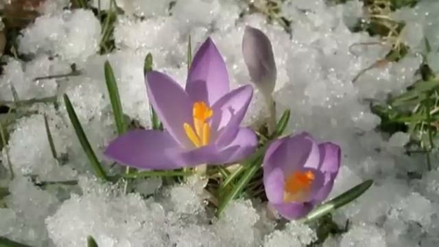 Весна и просыпается природа... смотреть онлайн