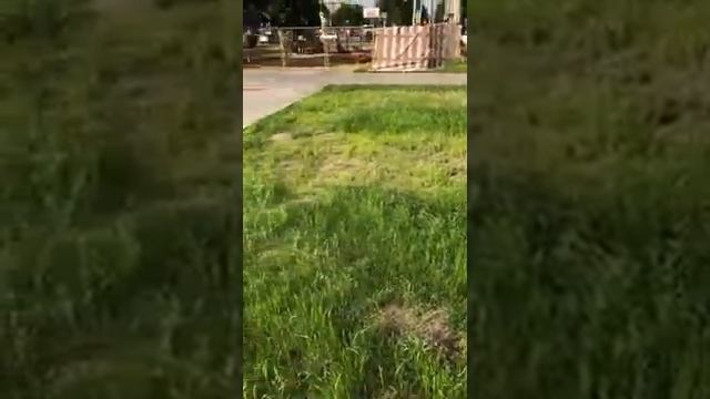 Что делать с газоном в такую жару? Смотри тут быстрее ? смотреть онлайн