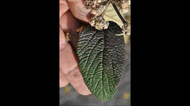 These are leatherleaf viburnums a Deciduous shrub From China смотреть онлайн