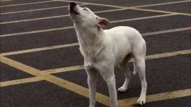 Брошенный пес на стоянке выл от горя 9 дней. И вот что сделал волонтер смотреть онлайн