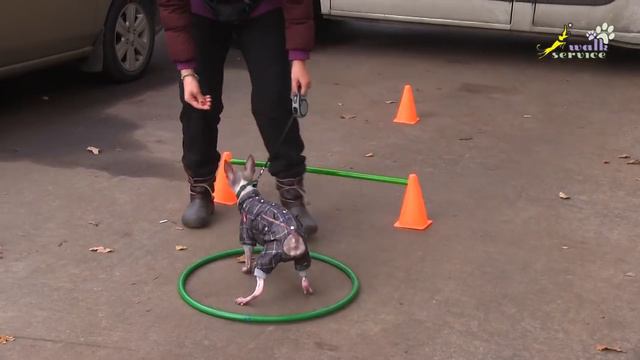 Анти-ОКД, дрессировка маленьких собачек, спорт фитнес, американский голый терьер смотреть онлайн