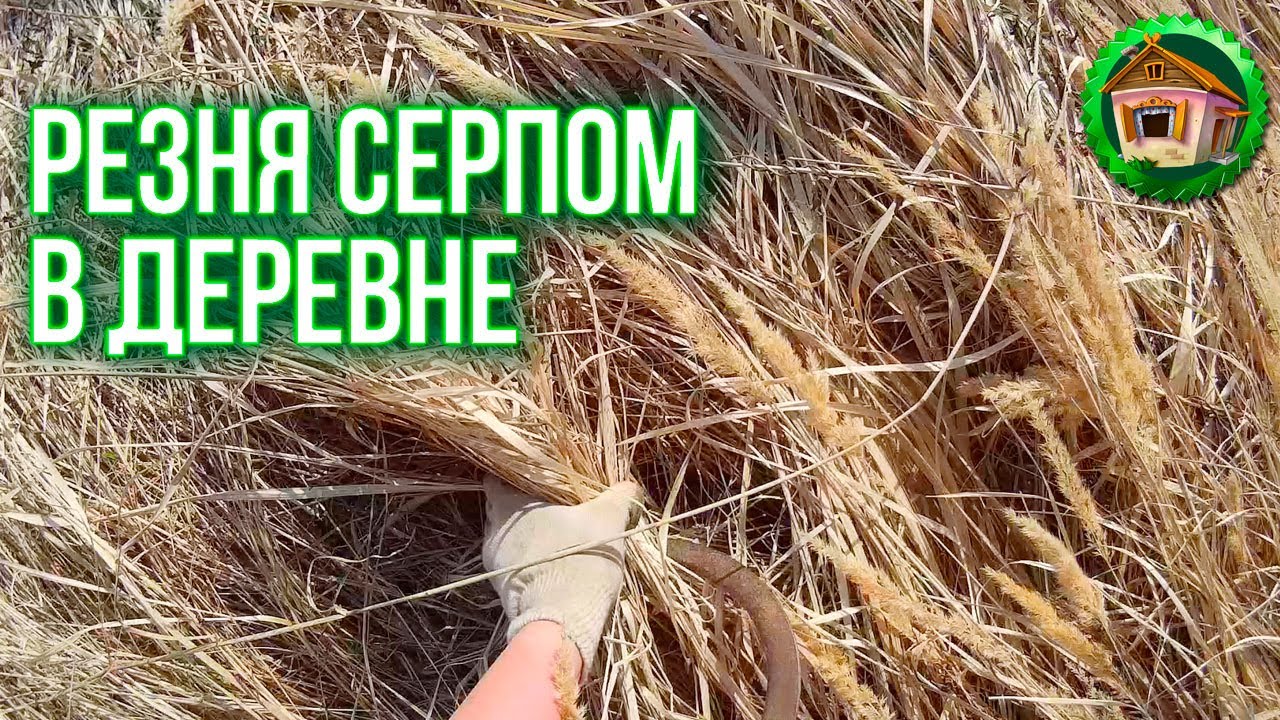 Как работать серпом. Мульчирование Соломой Смородины. Дом в Деревне. 11 серия смотреть онлайн