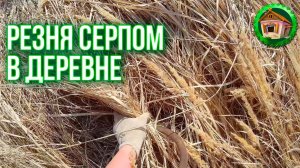 Как работать серпом. Мульчирование Соломой Смородины. Дом в Деревне. 11 серия