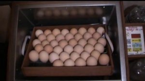 Инкубация кобб 500 (закладка яиц в инкубатор)