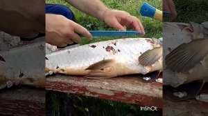 Чистка сазана от чешуи