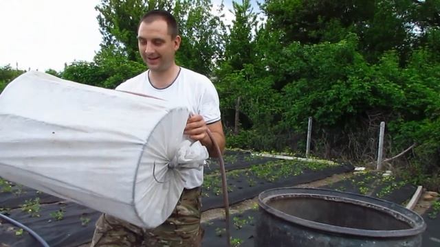 Удобряем клубнику (18.05.2021). Куриный помет через капельный полив. смотреть онлайн