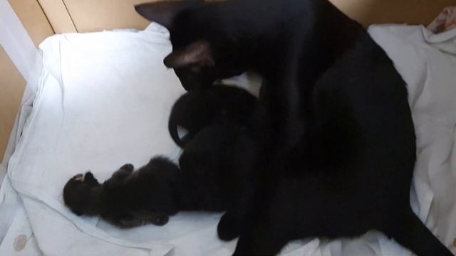 Ориентальная кошка родила котят 1 неделя. смотреть онлайн