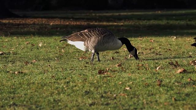 Се́рый гусь (лат. Anser anser) смотреть онлайн