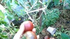 Томат Зефир в шоколаде на 25 августа