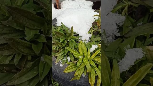 и под снегом можно увидеть красоту))) смотреть онлайн