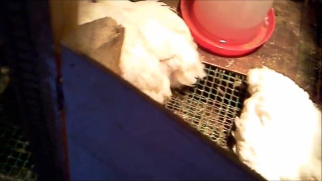 куры породы мастер грей смотреть онлайн