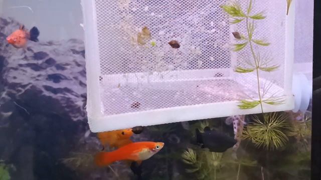 Сетчатый отсадник#плюсы и минусы#доработка# смотреть онлайн