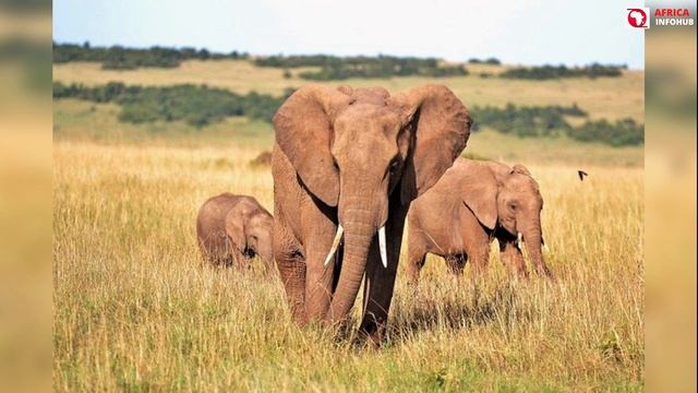 KENYA: 10 Interesting Facts you did not know смотреть онлайн