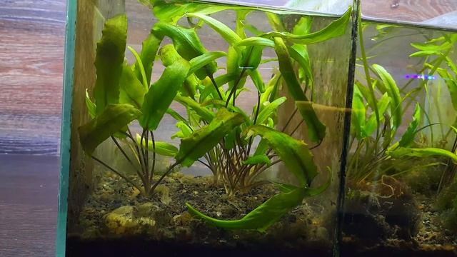 4 ГОДА БЕЗ ФИЛЬТРА, БЕЗ СВЕТА, БЕЗ УДОБРЕНИЙ, БЕЗ ПОДМЕН/ NO filter, NO CO2, NO Ferts смотреть онлайн