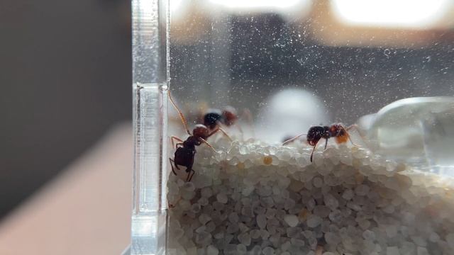 ЧЕРНО-ОРАНЖЕВЫЕ МУРАВЬИ-ЖНЕЦЫ | Rough harvester ant | Pogonomyrmex rugosus смотреть онлайн