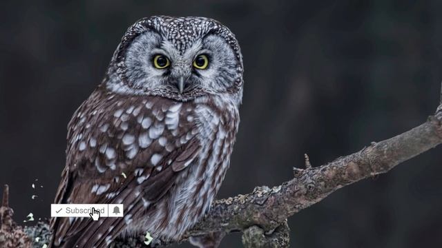 Boreal owl call and sound - Aegolius funereus смотреть онлайн