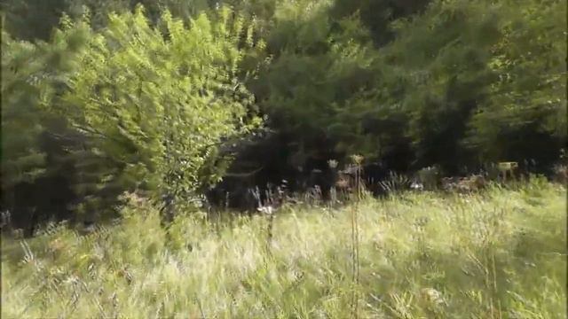 рои в августе снимаю ловушки смотреть онлайн