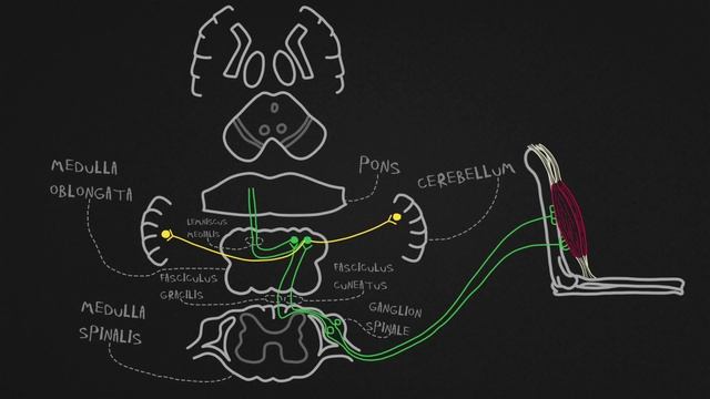 Проводящие пути глубокой (проприоцептивной) чувствительности. Пути Голля и Бурдаха. смотреть онлайн