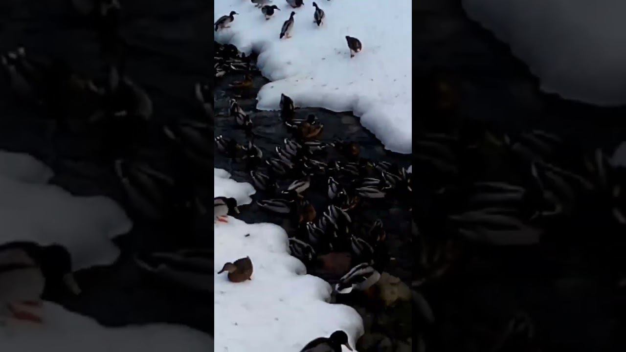 #утки#петергоф смотреть онлайн